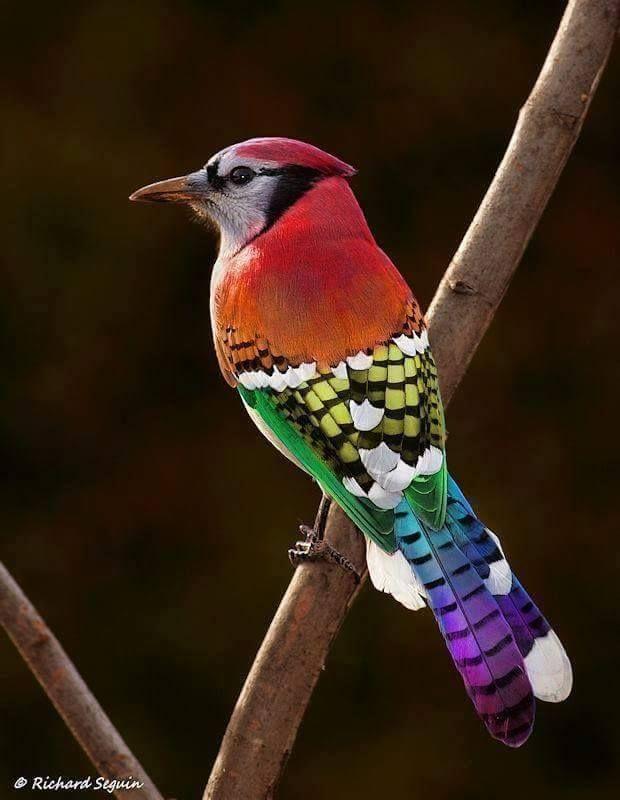 Beautiful and amazing birds of the World photoss
