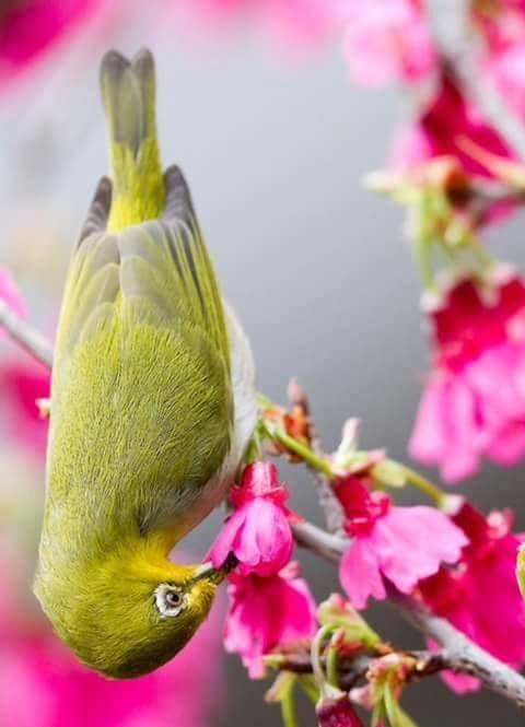 Beautiful and amazing birds of the World photoss