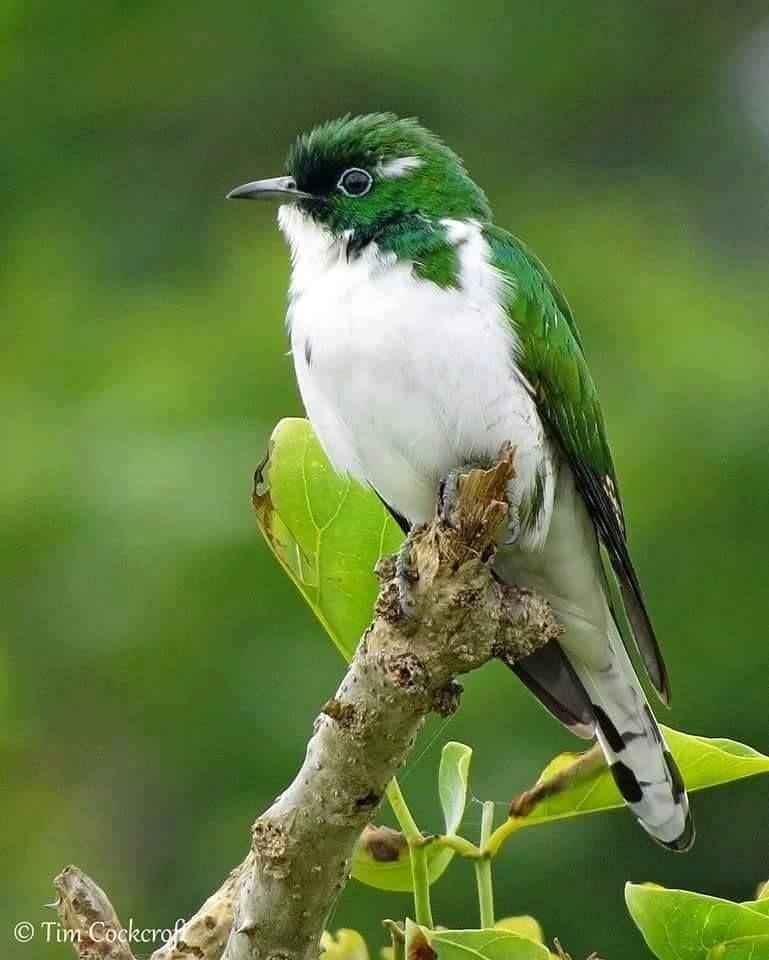 Beautiful and amazing birds of the World photoss