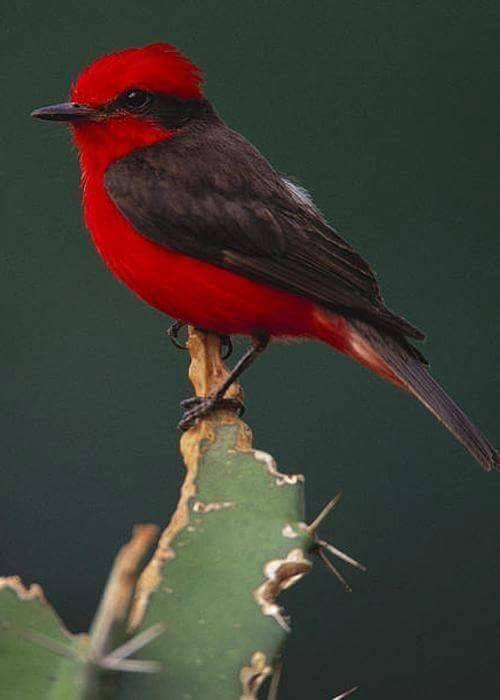 Beautiful and amazing birds of the World photoss