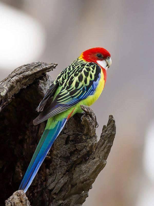 Beautiful and amazing birds of the World photoss