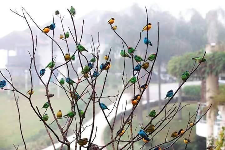 Beautiful and amazing birds of the World photoss