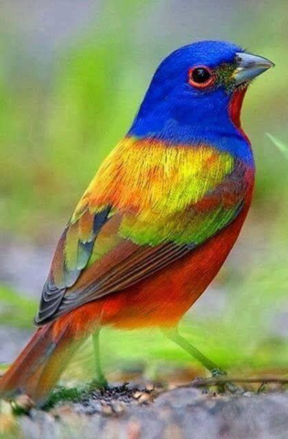 Beautiful and amazing birds of the World photoss