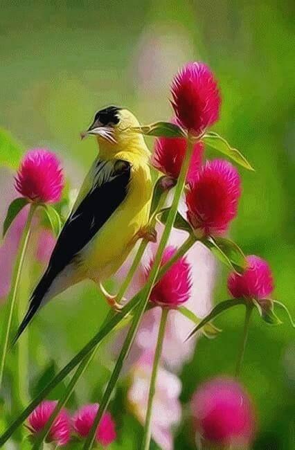Beautiful and amazing birds of the World photoss