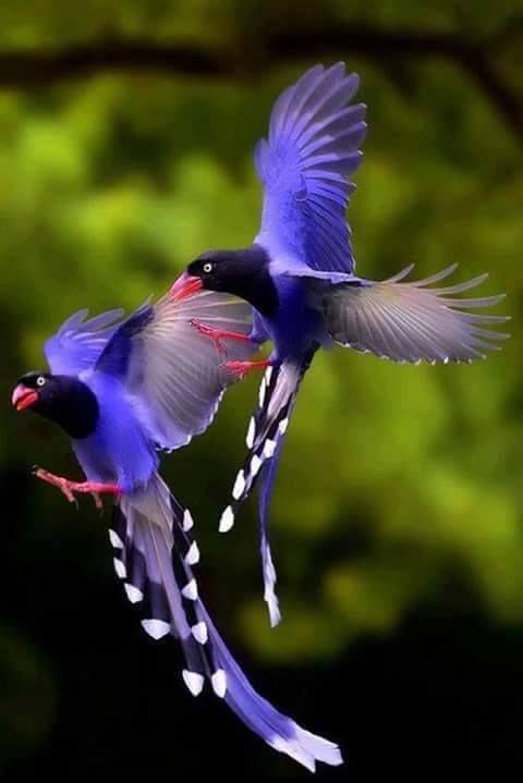 Beautiful and amazing birds of the World photoss