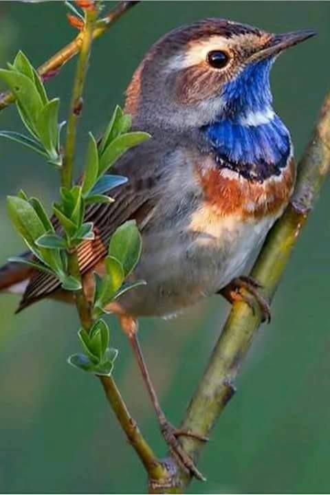 Beautiful and amazing birds of the World photoss
