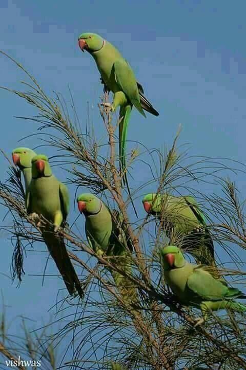 Beautiful and amazing birds of the World photoss
