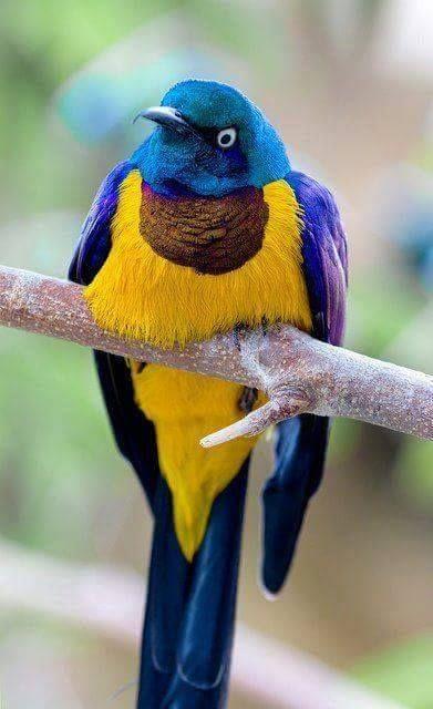 Beautiful and amazing birds of the World photoss
