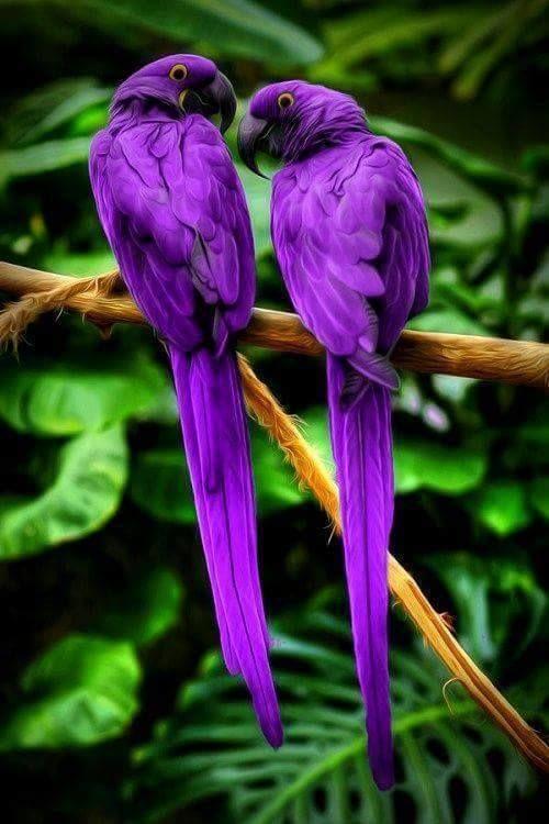 Beautiful and amazing birds of the World photoss