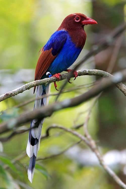 Beautiful and amazing birds of the World photoss