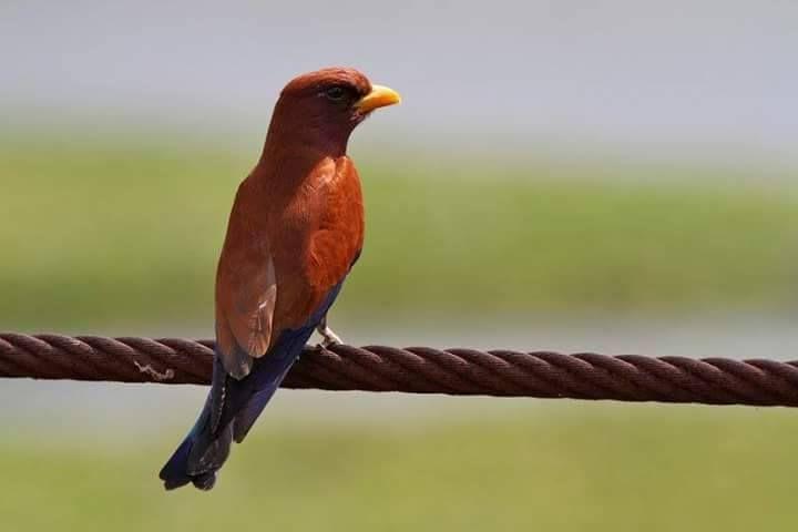 Beautiful and amazing birds of the World photoss