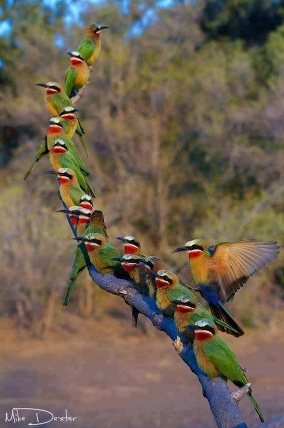 Beautiful and amazing birds of the World photoss