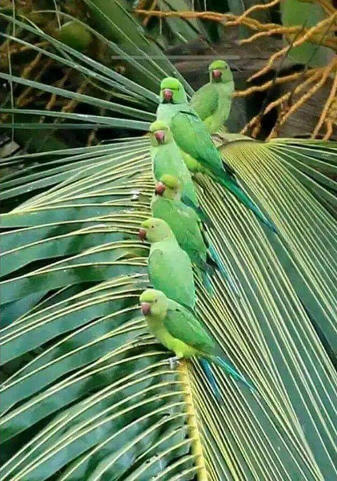 Beautiful and amazing birds of the World photoss