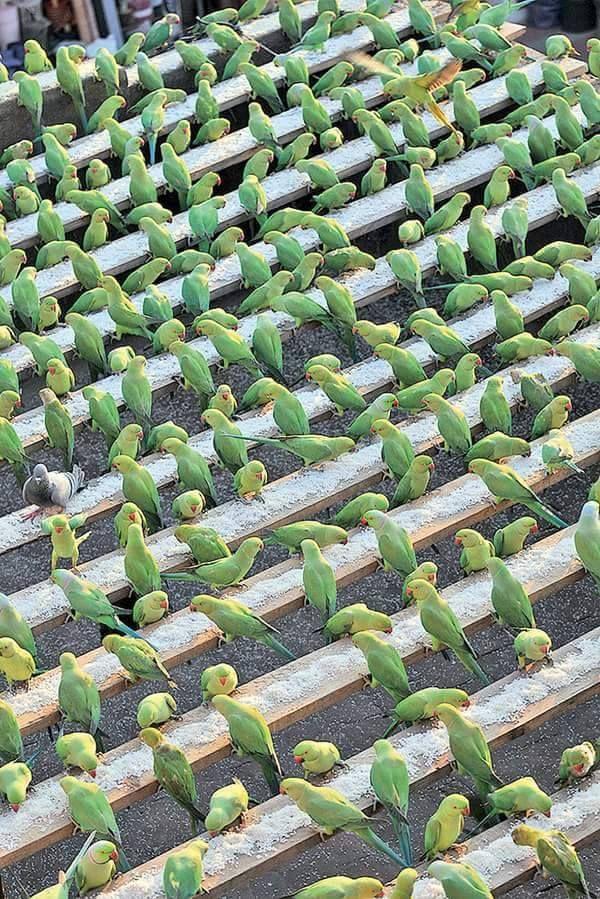 Beautiful and amazing birds of the World photoss