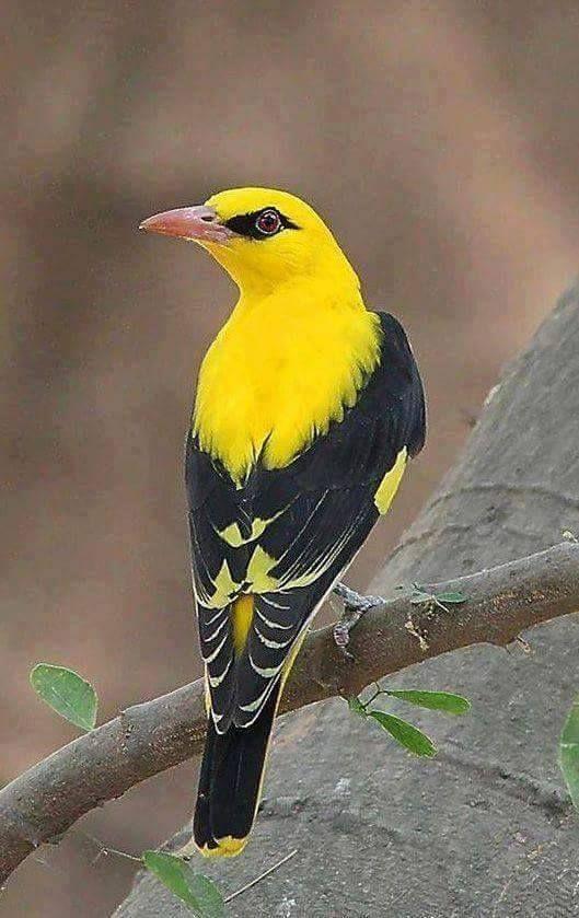 Beautiful and amazing birds of the World photoss