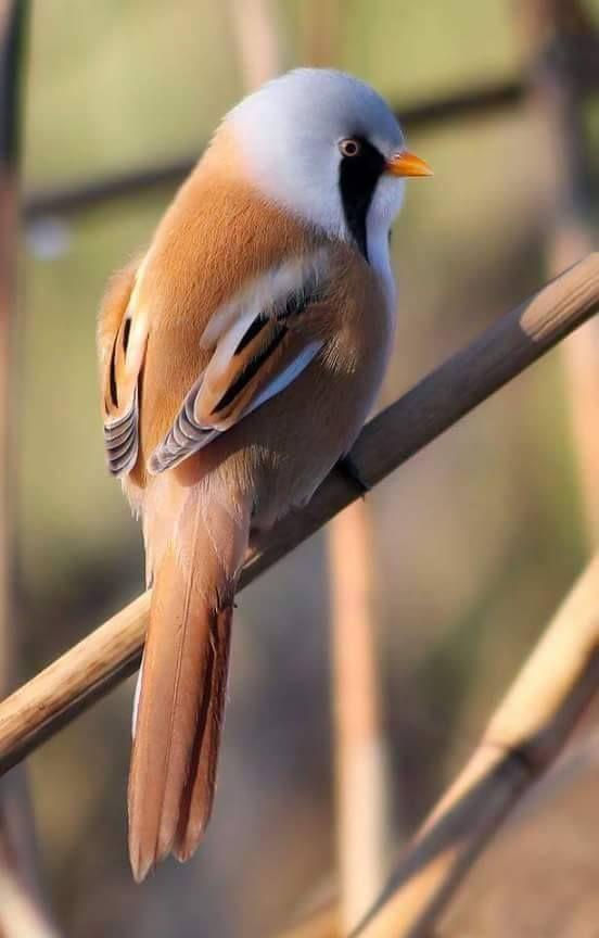 Beautiful and amazing birds of the World photoss