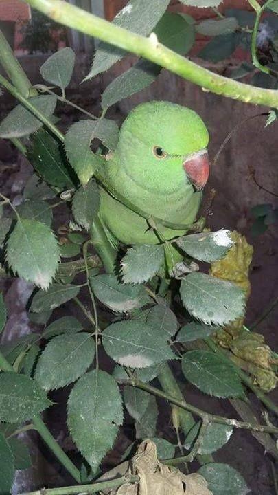 Beautiful and amazing birds of the World photoss