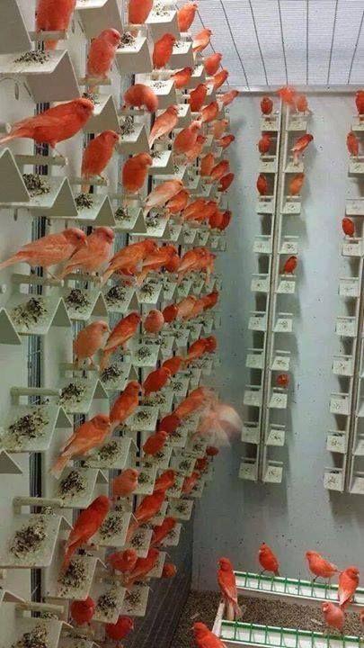 Beautiful and amazing birds of the World photoss