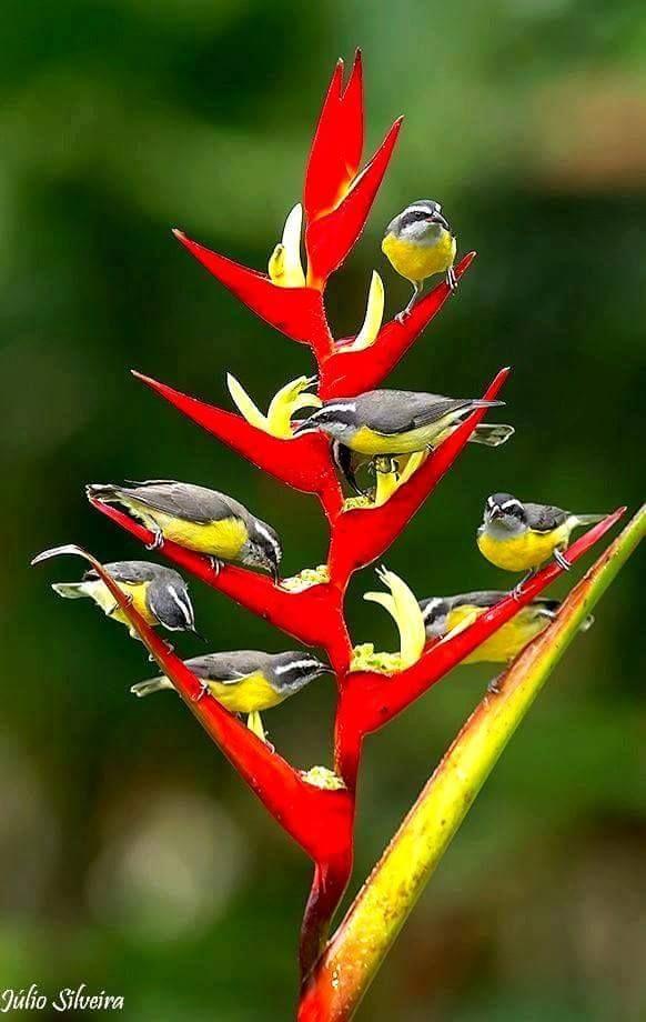 Beautiful and amazing birds of the World photoss