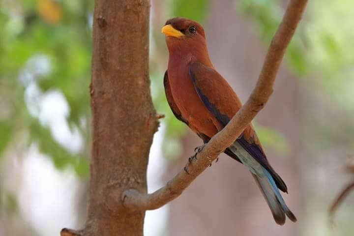 Beautiful and amazing birds of the World photoss