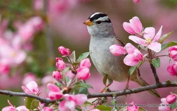 Beautiful and amazing birds of the World photoss