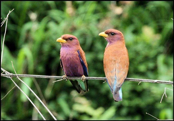 Beautiful and amazing birds of the World photoss