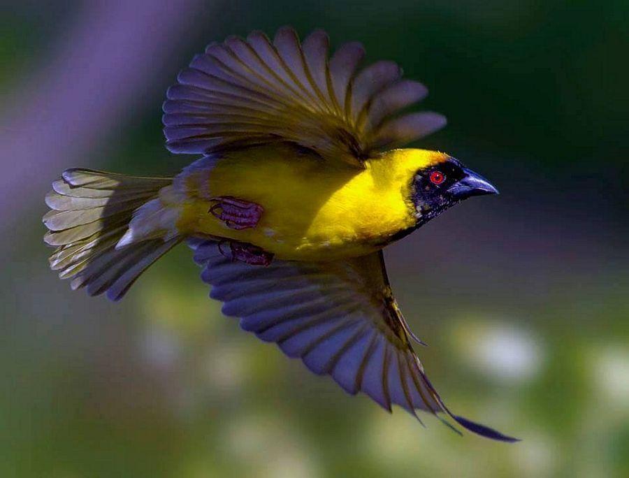 Beautiful and amazing birds of the World photoss