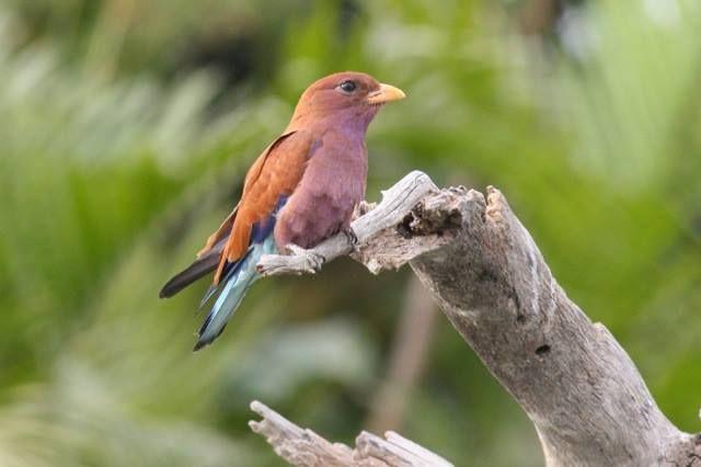 Beautiful and amazing birds of the World photoss