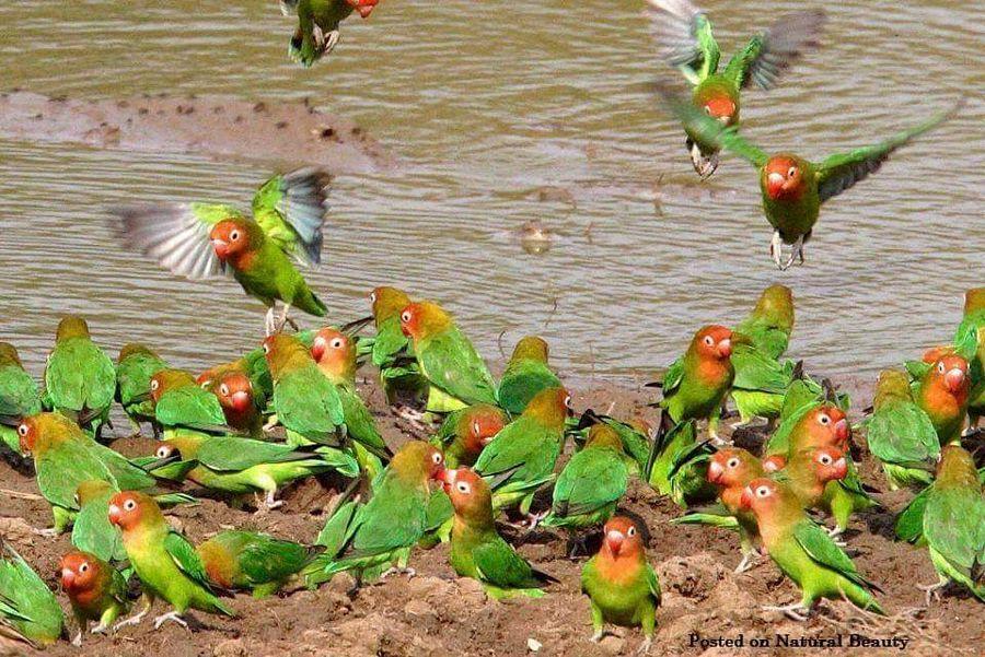 Beautiful and amazing birds of the World photoss