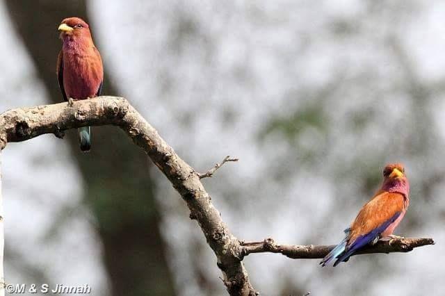 Beautiful and amazing birds of the World photoss