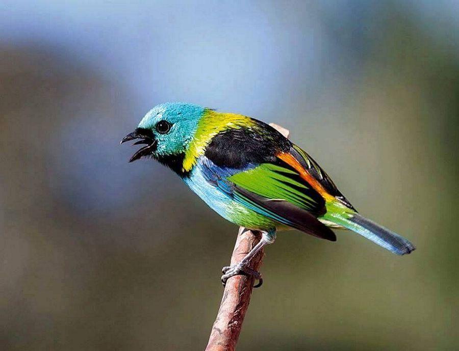 Beautiful and amazing birds of the World photoss