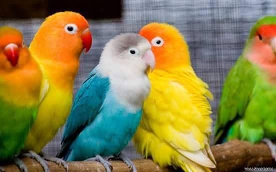 Beautiful and amazing birds of the World photoss