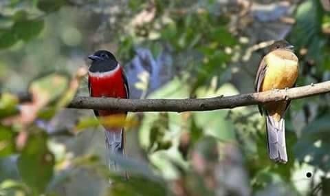 Beautiful and amazing birds of the World photoss