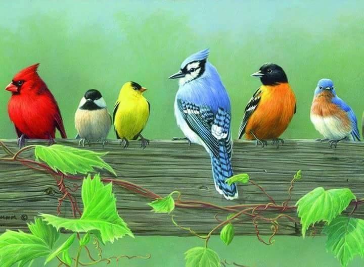 Beautiful and amazing birds of the World photoss