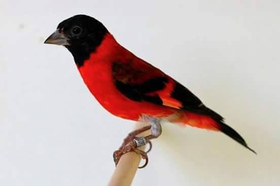 Beautiful and amazing birds of the World photoss