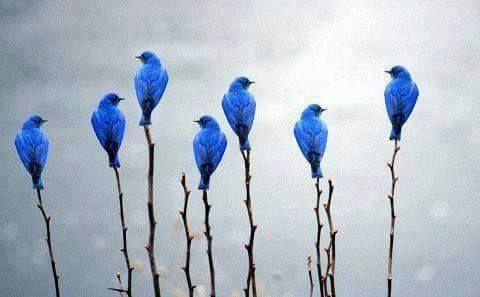 Beautiful and amazing birds of the World photoss