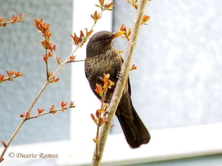 Beautiful and amazing birds of the World photoss