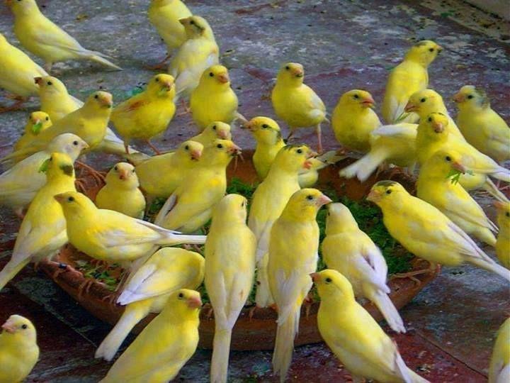 Beautiful and amazing birds of the World photoss