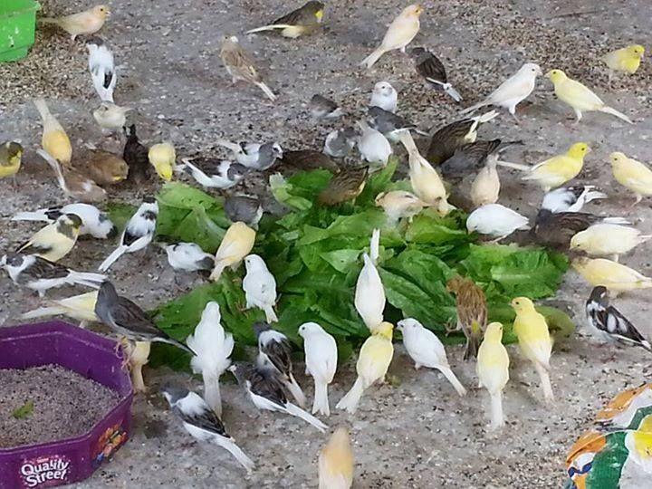 Beautiful and amazing birds of the World photoss