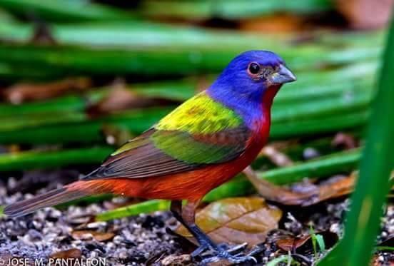 Beautiful and amazing birds of the World photoss