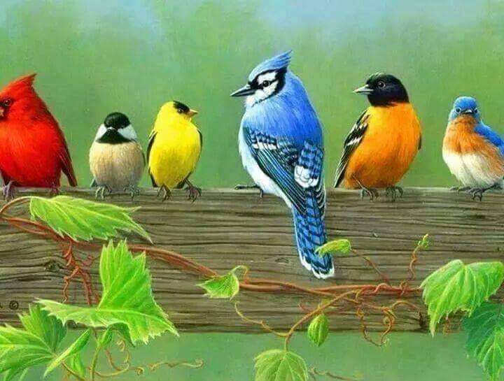Beautiful and amazing birds of the World photoss