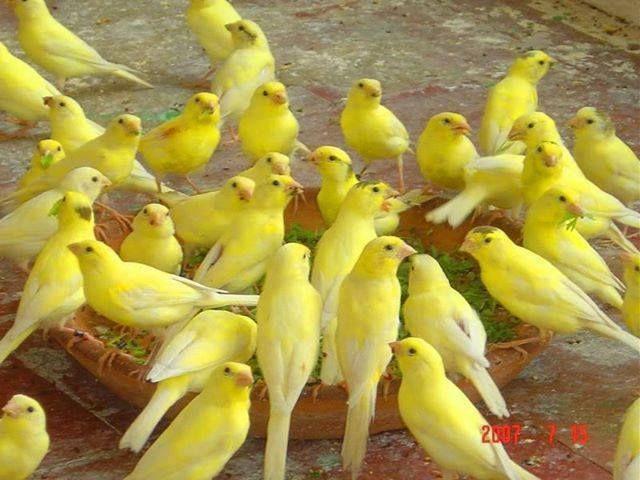 Beautiful and amazing birds of the World photoss