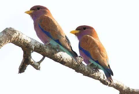 Beautiful and amazing birds of the World photoss