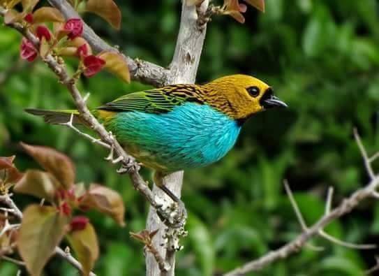 Beautiful and amazing birds of the World photoss