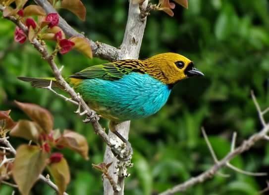 Beautiful and amazing birds of the World photoss