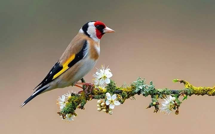 Beautiful and amazing birds of the World photoss