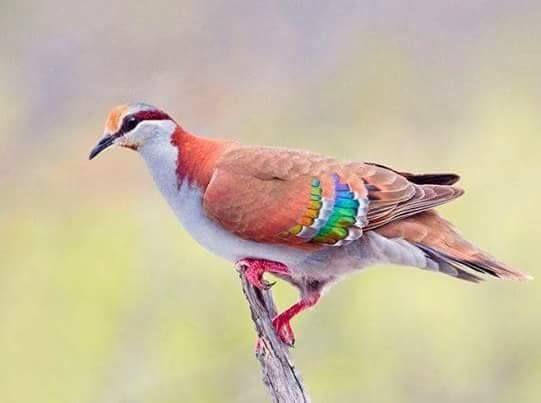 Beautiful and amazing birds of the World photoss