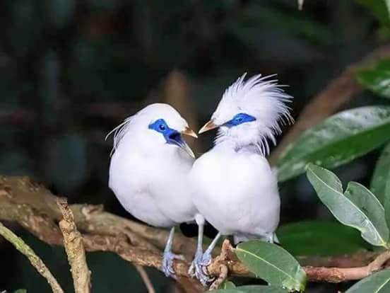 Beautiful and amazing birds of the World photoss