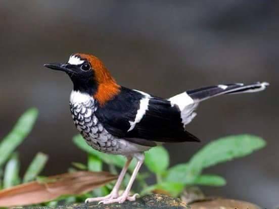 Beautiful and amazing birds of the World photoss