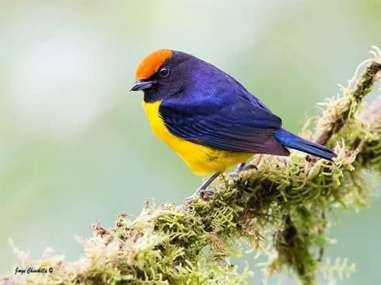 Beautiful and amazing birds of the World photoss